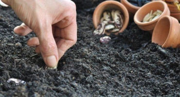 Jak pěstovat fazole venku?